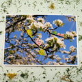 Fun in a sea of blossoms - print